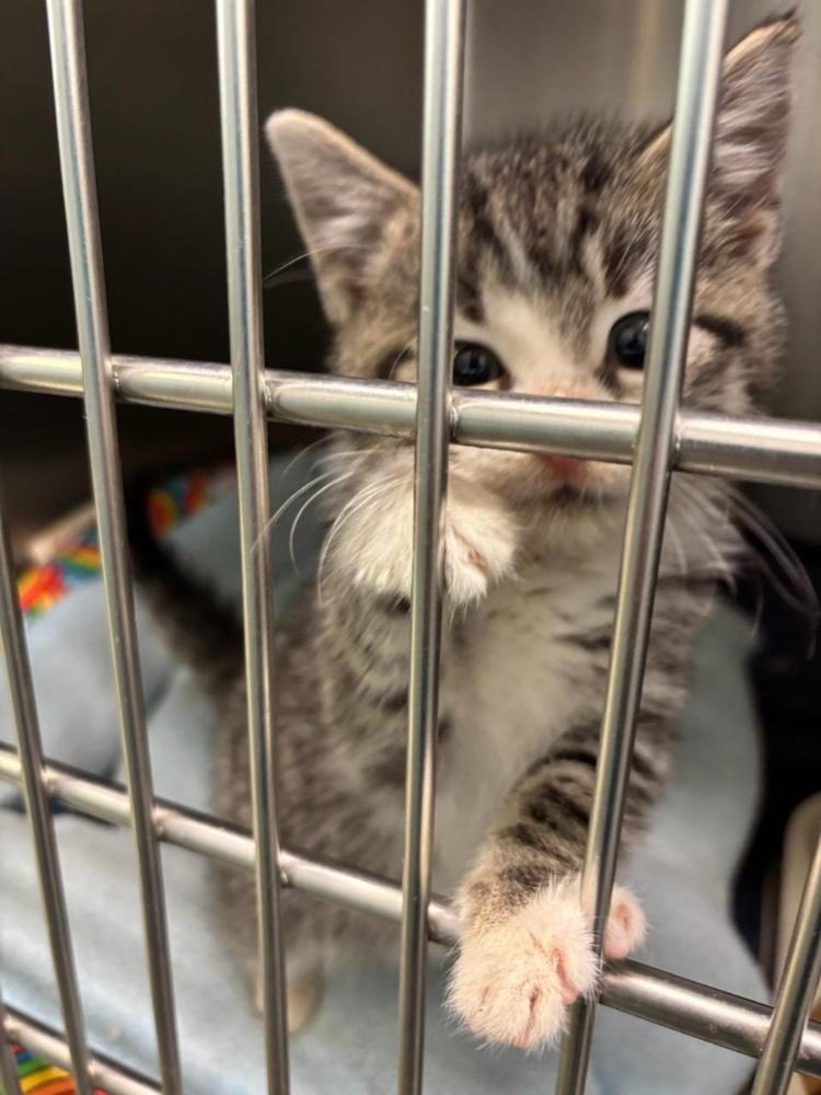 Enlarge TABBY KITTEN (cc#7177), a Adoptable Domestic Short Hair in West Orange, NJ image 3/4