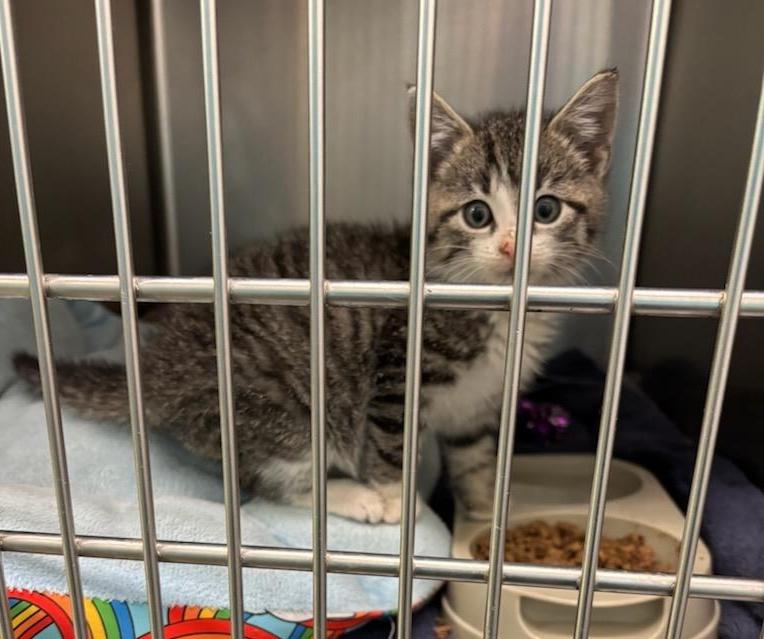 Enlarge TABBY KITTEN (cc#7177), a Adoptable Domestic Short Hair in West Orange, NJ image 4/4
