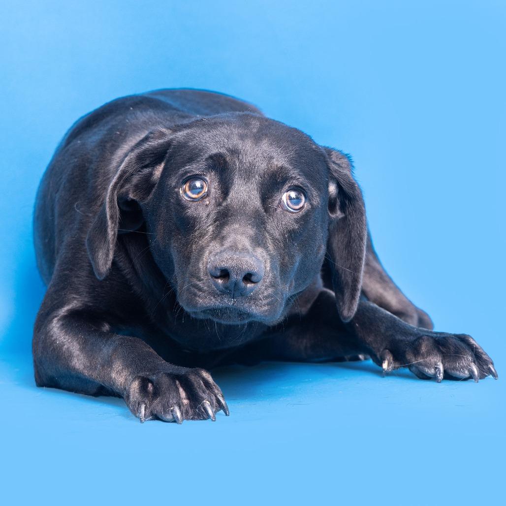 Enlarge Shyla, a Adoptable Mixed Breed in Franklin, TN image 1/1