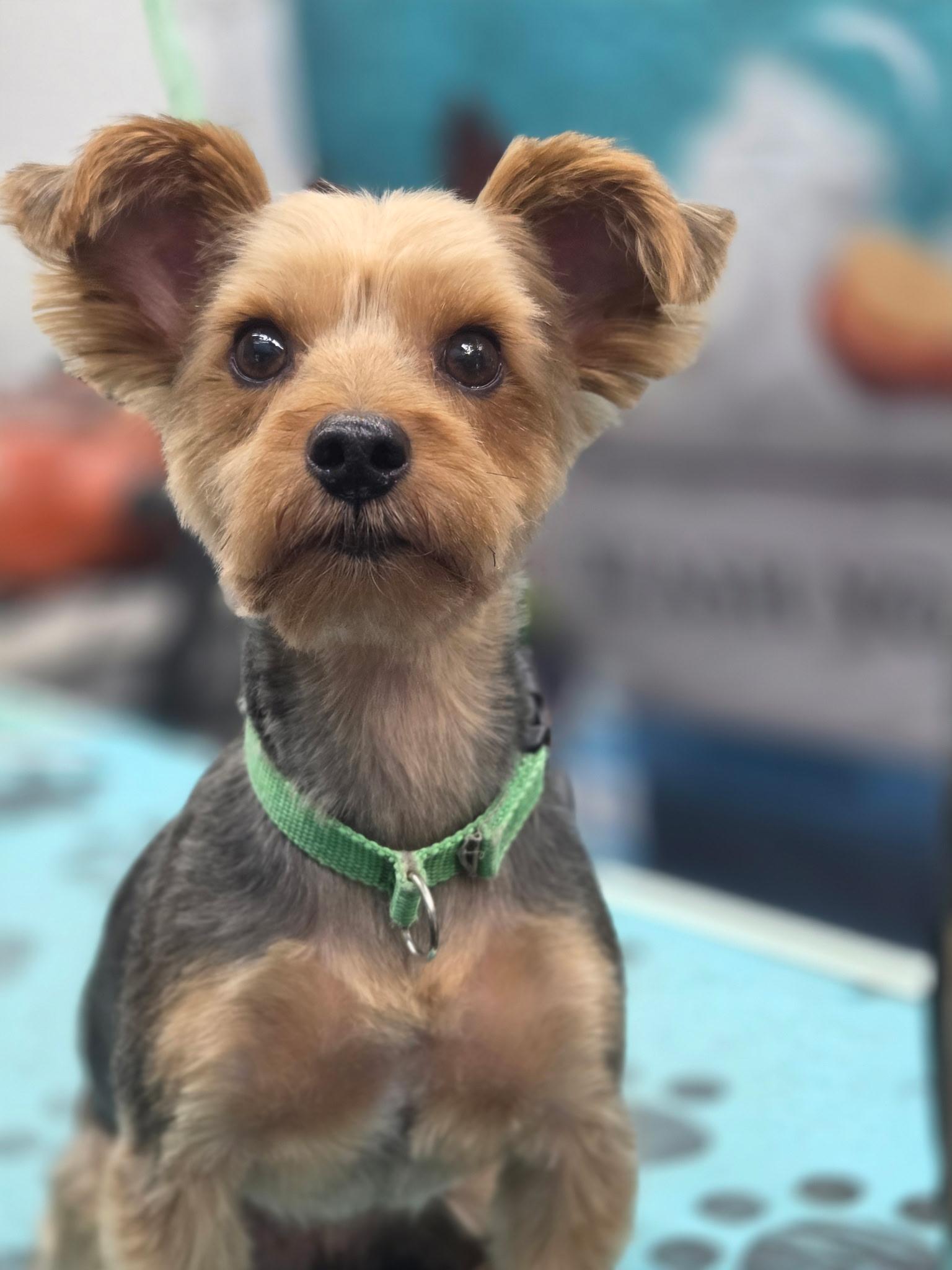Wasabi, a ADOPTABLE Yorkshire Terrier in Richmond, VA image 1/3