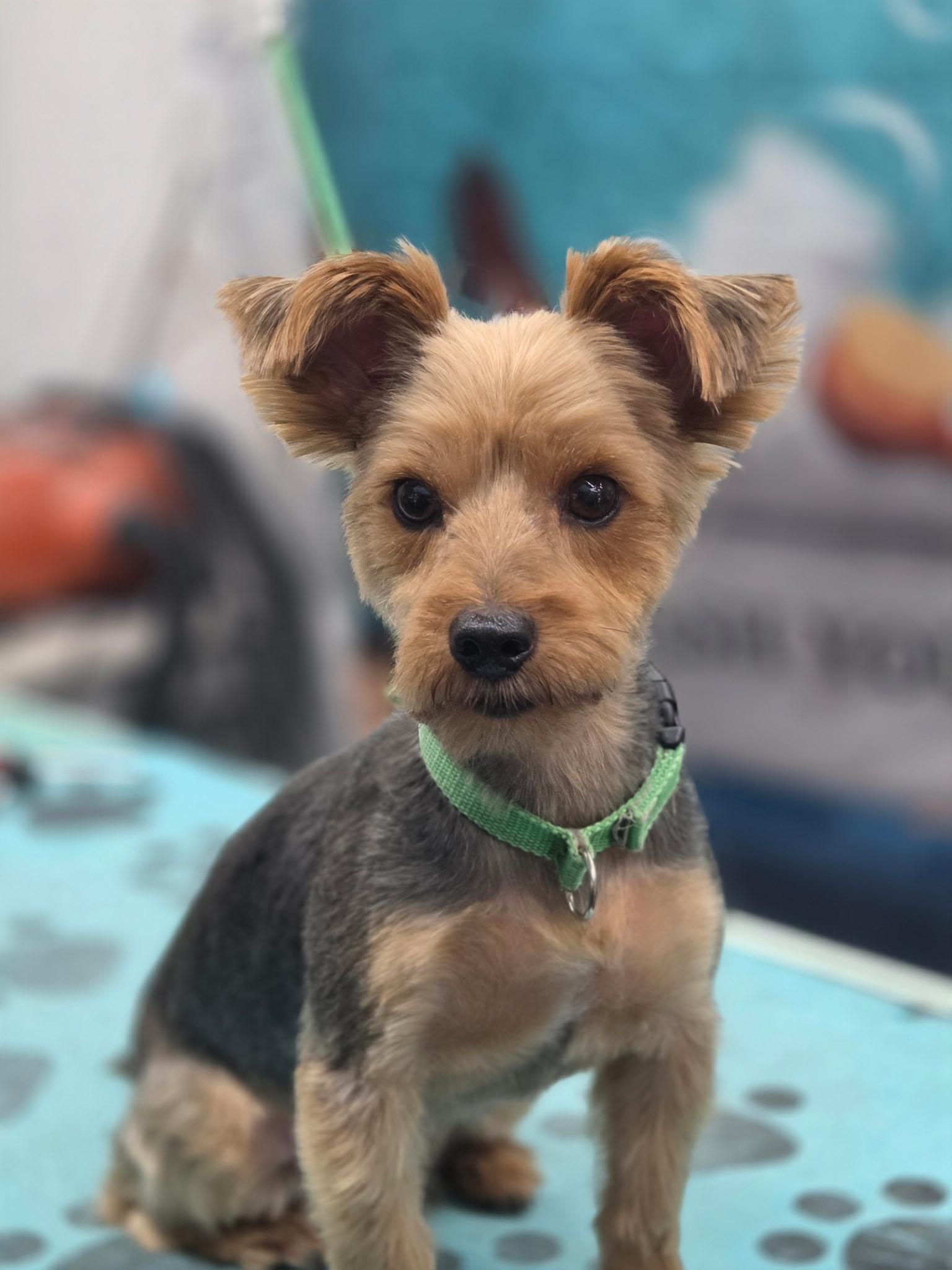 Wasabi, a ADOPTABLE Yorkshire Terrier in Richmond, VA image 2/3