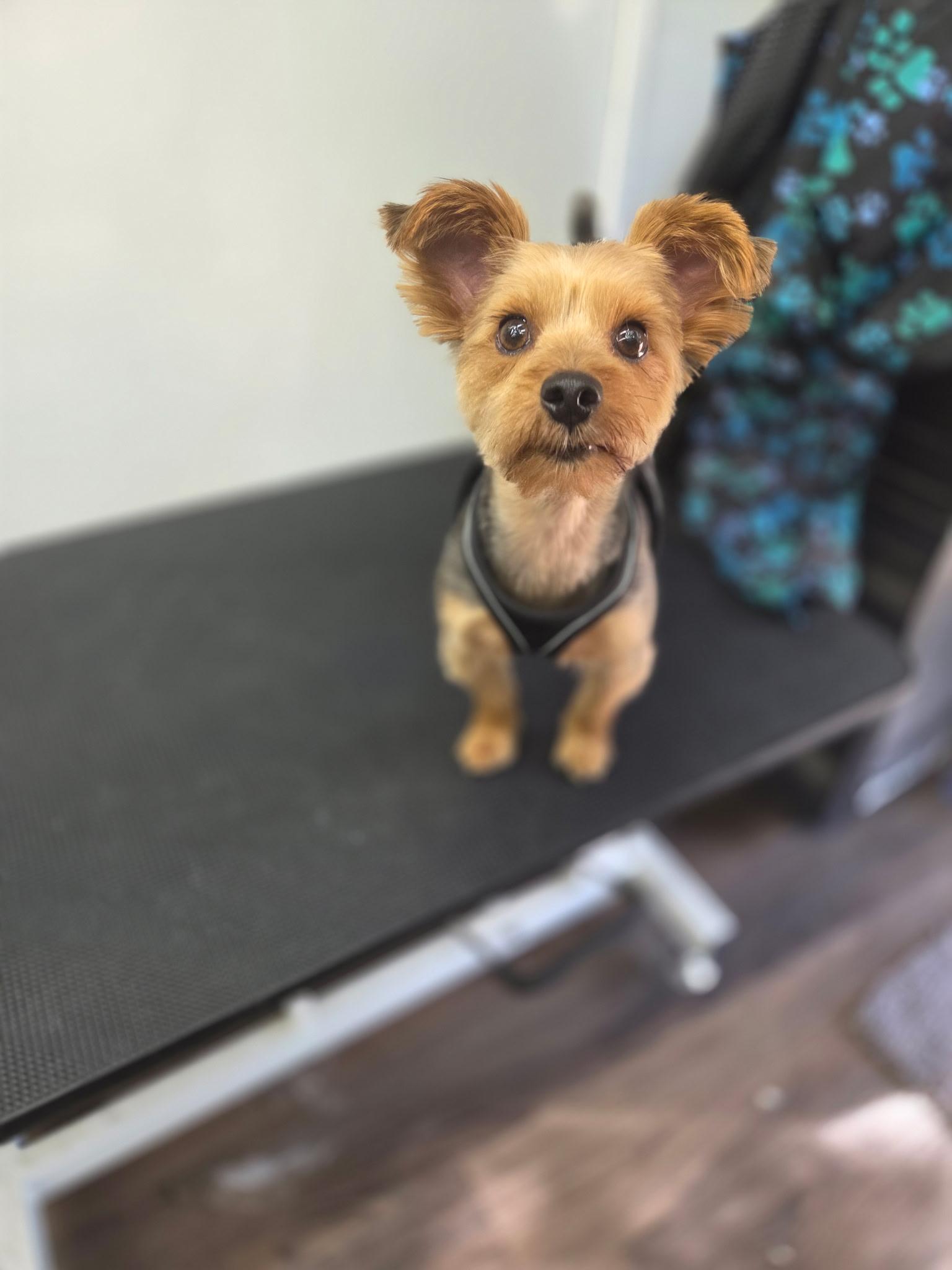 Wasabi, a ADOPTABLE Yorkshire Terrier in Richmond, VA image 3/3