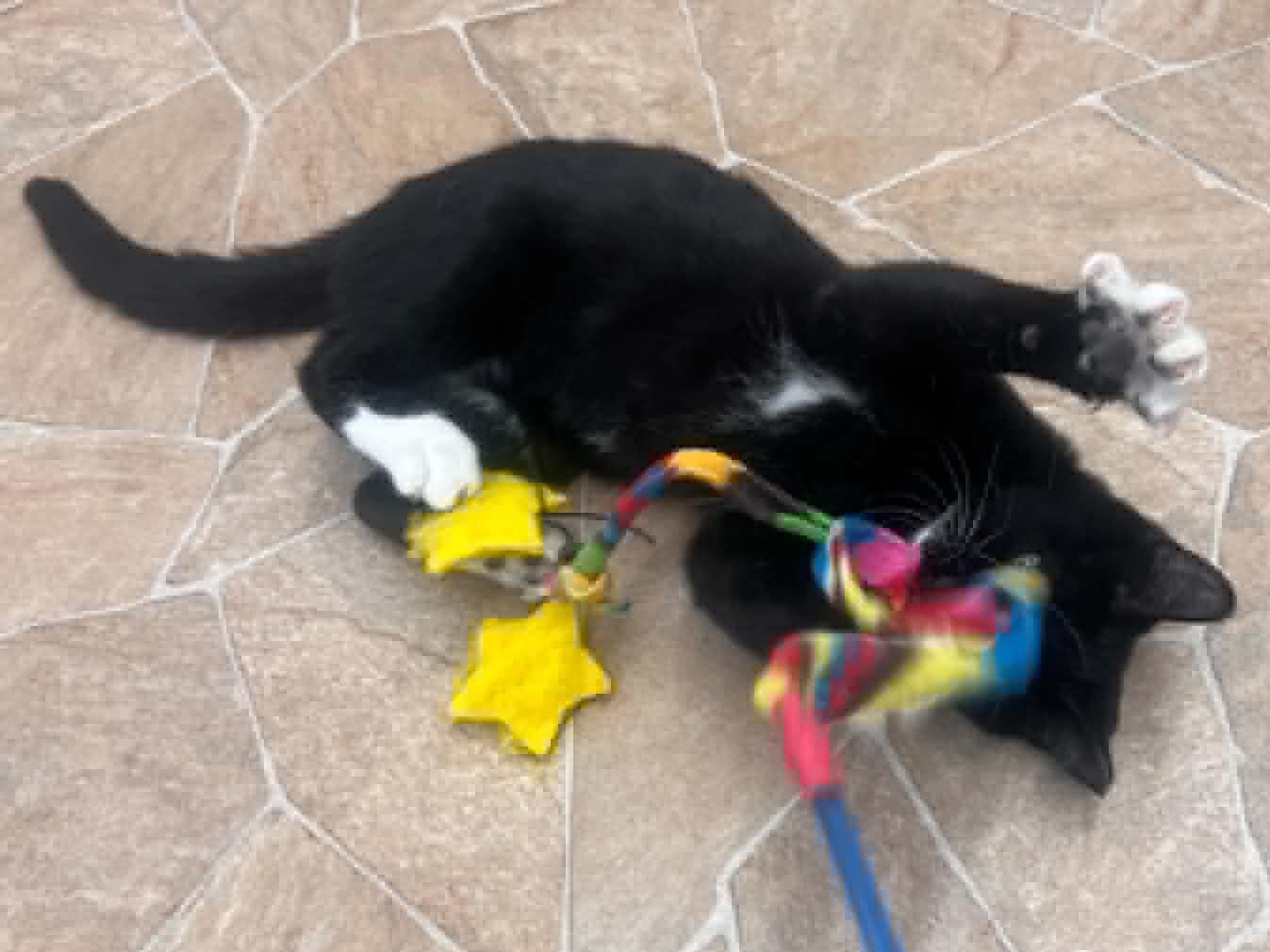 Enlarge Crab, a Adoptable mixed breed in Republic, WA image 2/6