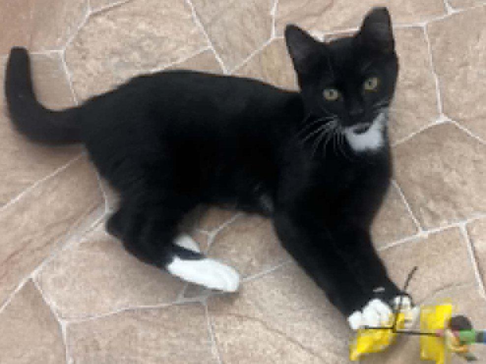 Crab, Adoptable, Kitten Female Tuxedo & Domestic Short Hair.