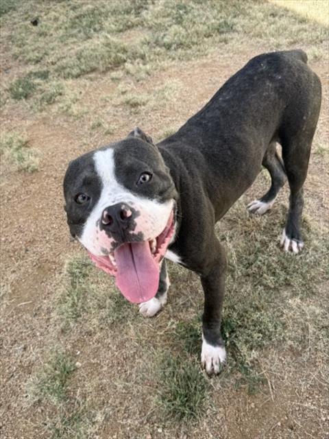 DREW MCINTYRE, Adoptable, Young Male Pit Bull Terrier.
