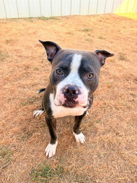 Enlarge DREW MCINTYRE, a Adoptable Pit Bull Terrier in Killeen, TX image 1/1