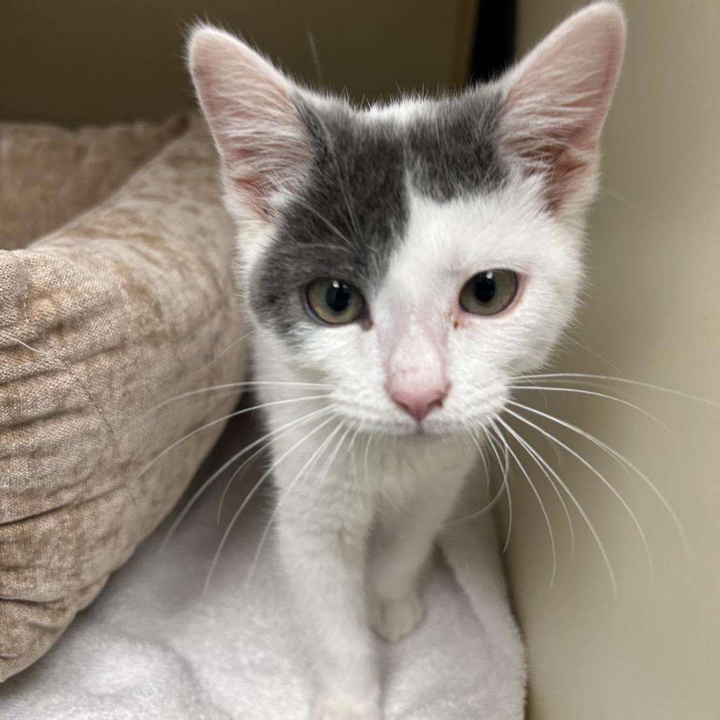 Croissant, Adoptable, Kitten Male Domestic Short Hair.