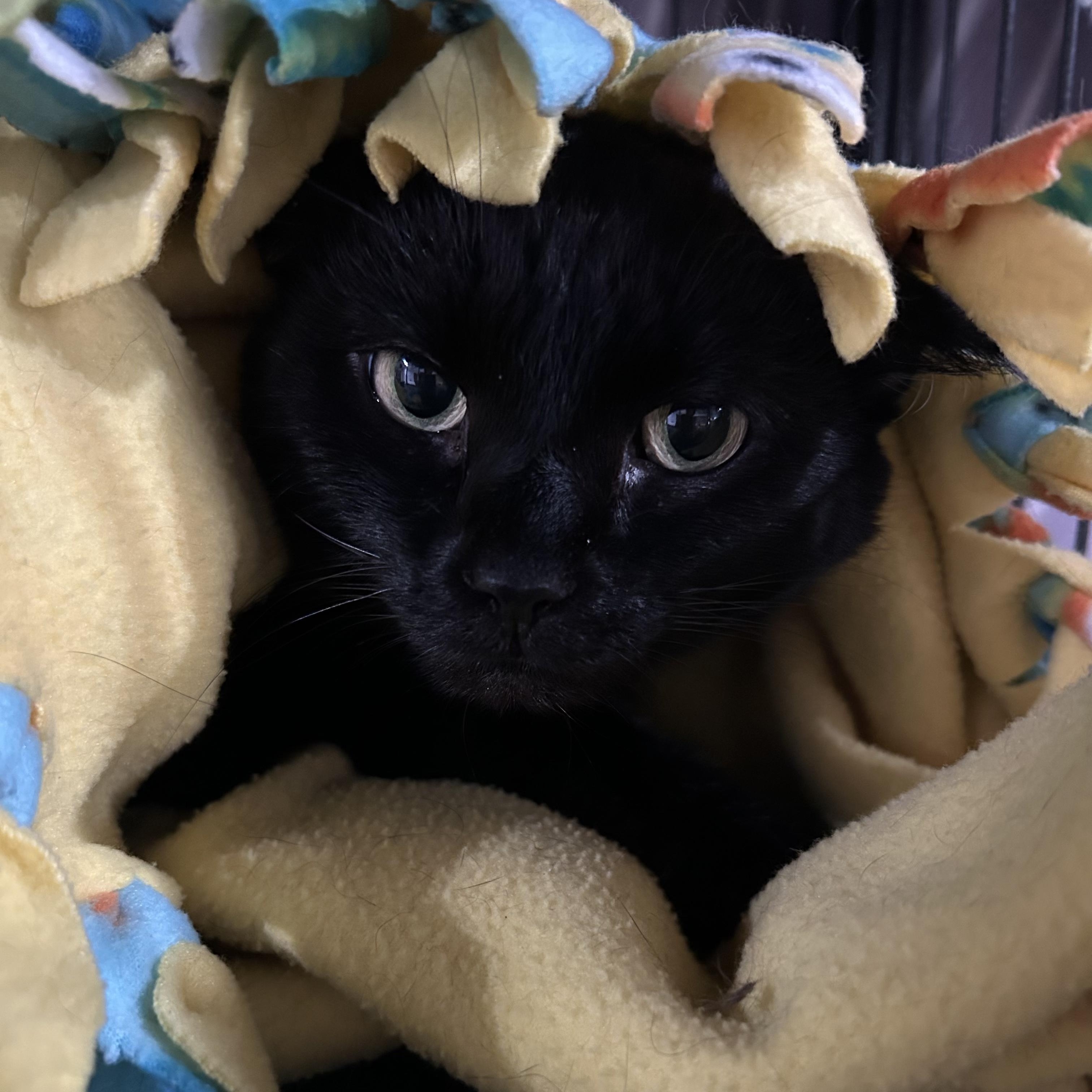 Enlarge Poppi, a Adoptable Domestic Short Hair in North Huntingdon, PA image 3/6