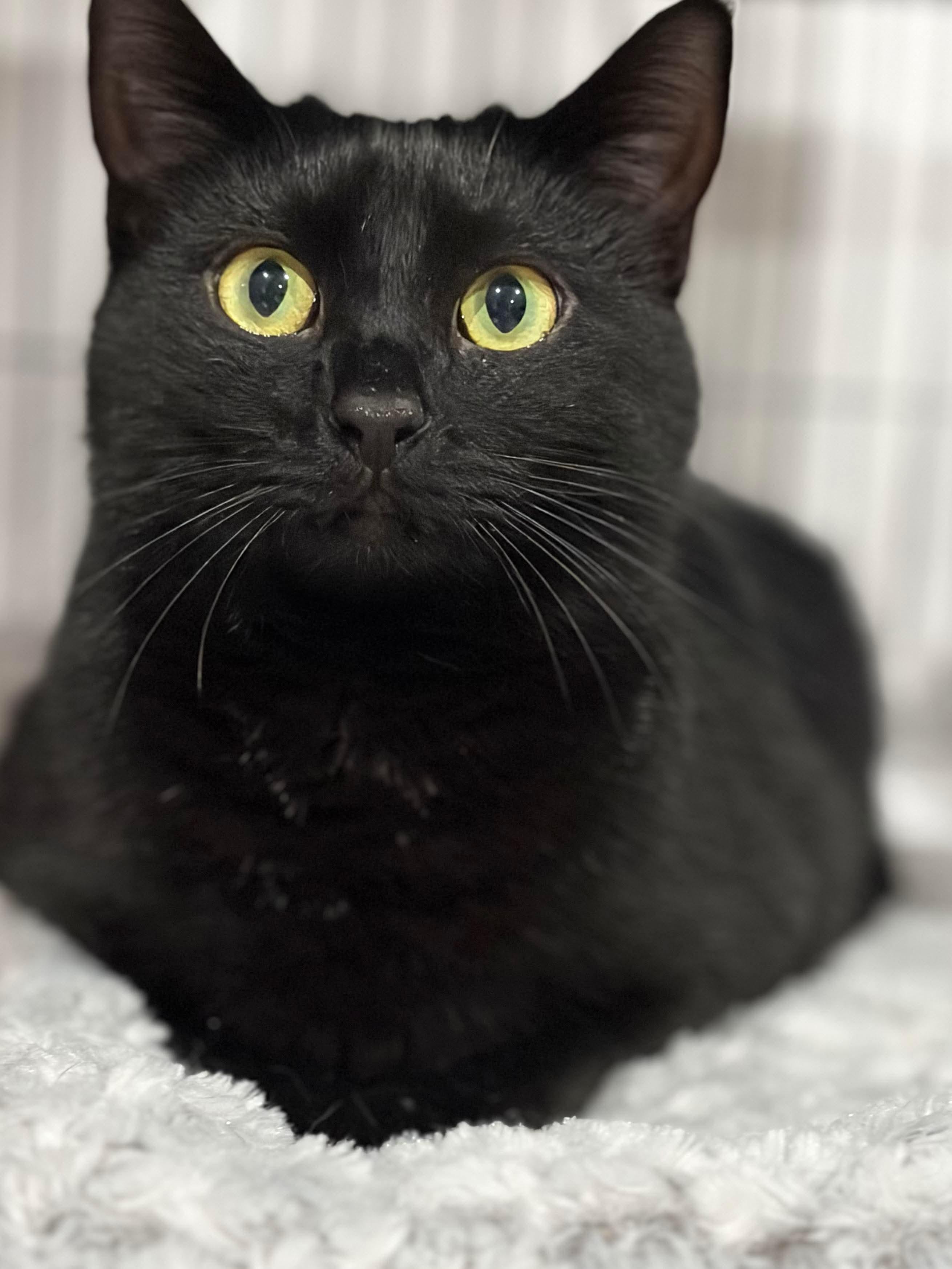 Enlarge Poppi, a Adoptable Domestic Short Hair in North Huntingdon, PA image 2/6