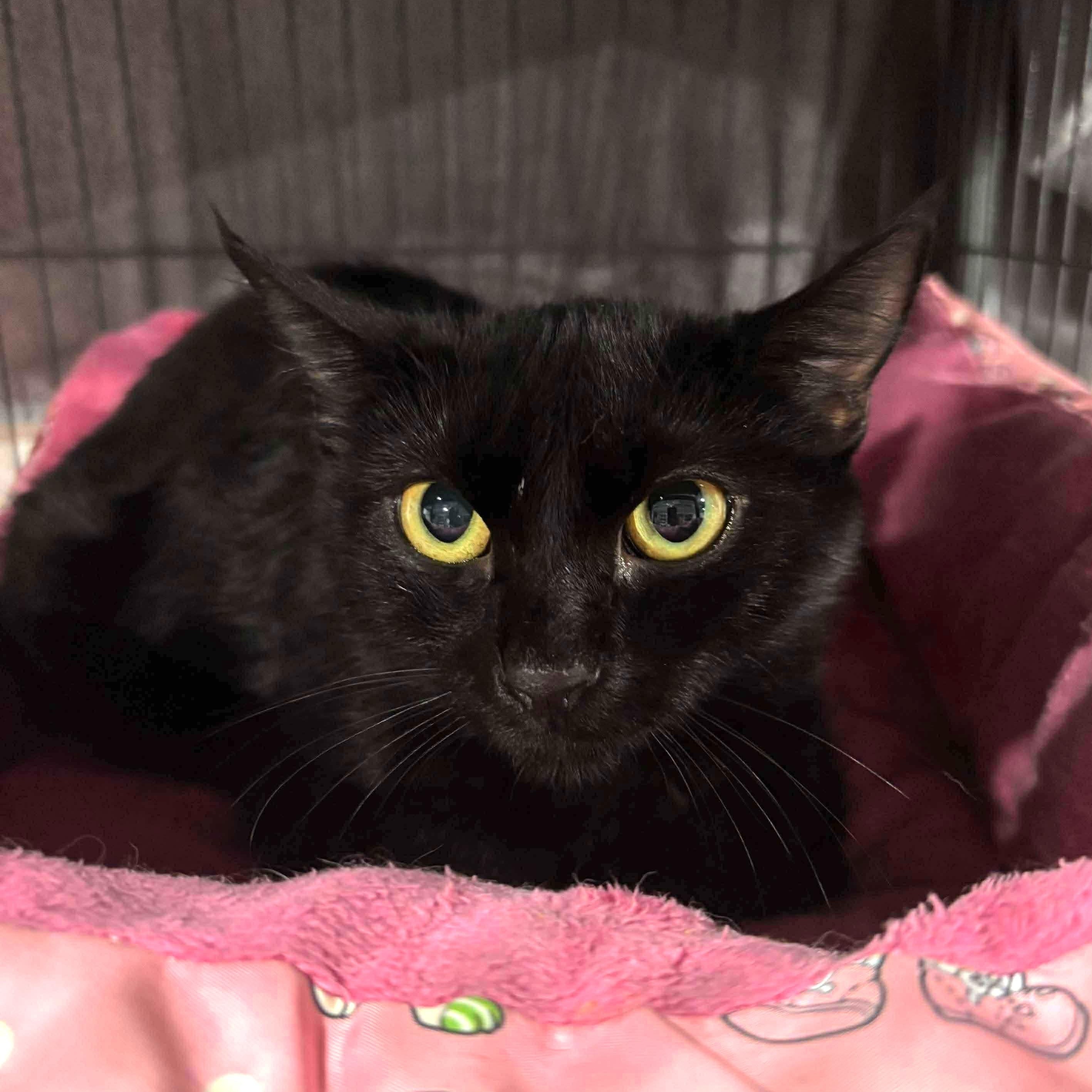 Enlarge Poppi, a Adoptable Domestic Short Hair in North Huntingdon, PA image 4/6