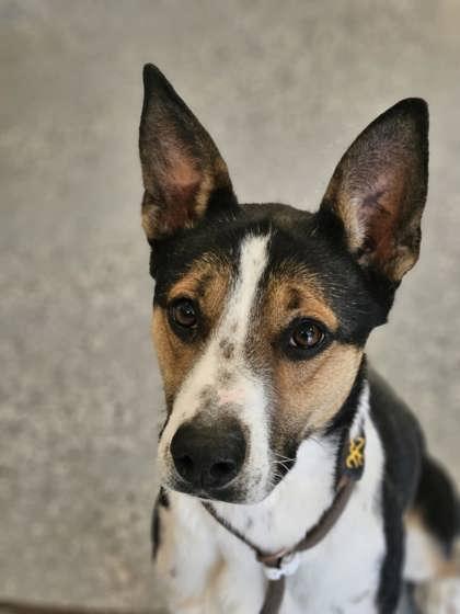 Wynona, an adoptable Australian Cattle Dog / Blue Heeler in Lakeside, AZ, 85929 | Photo Image 1