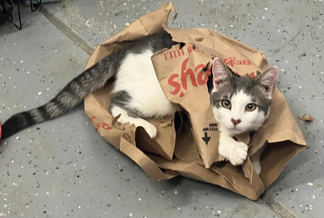 Enlarge Simon, a Adoptable Domestic Short Hair in Gilroy, CA image 1/3