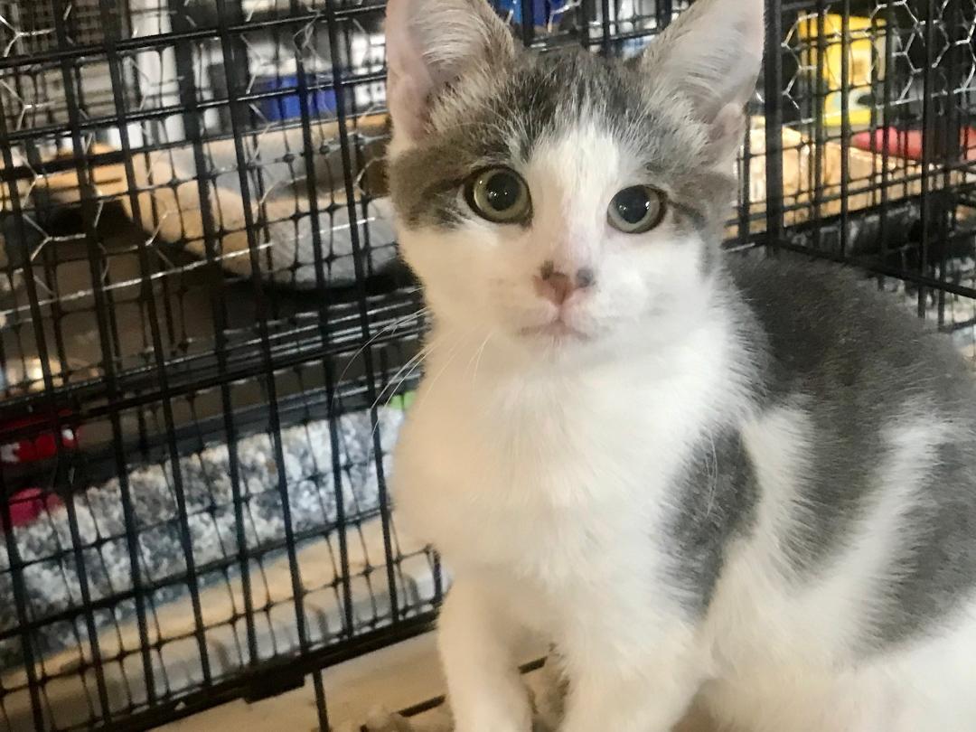 Enlarge Simon, a Adoptable Domestic Short Hair in Gilroy, CA image 3/3