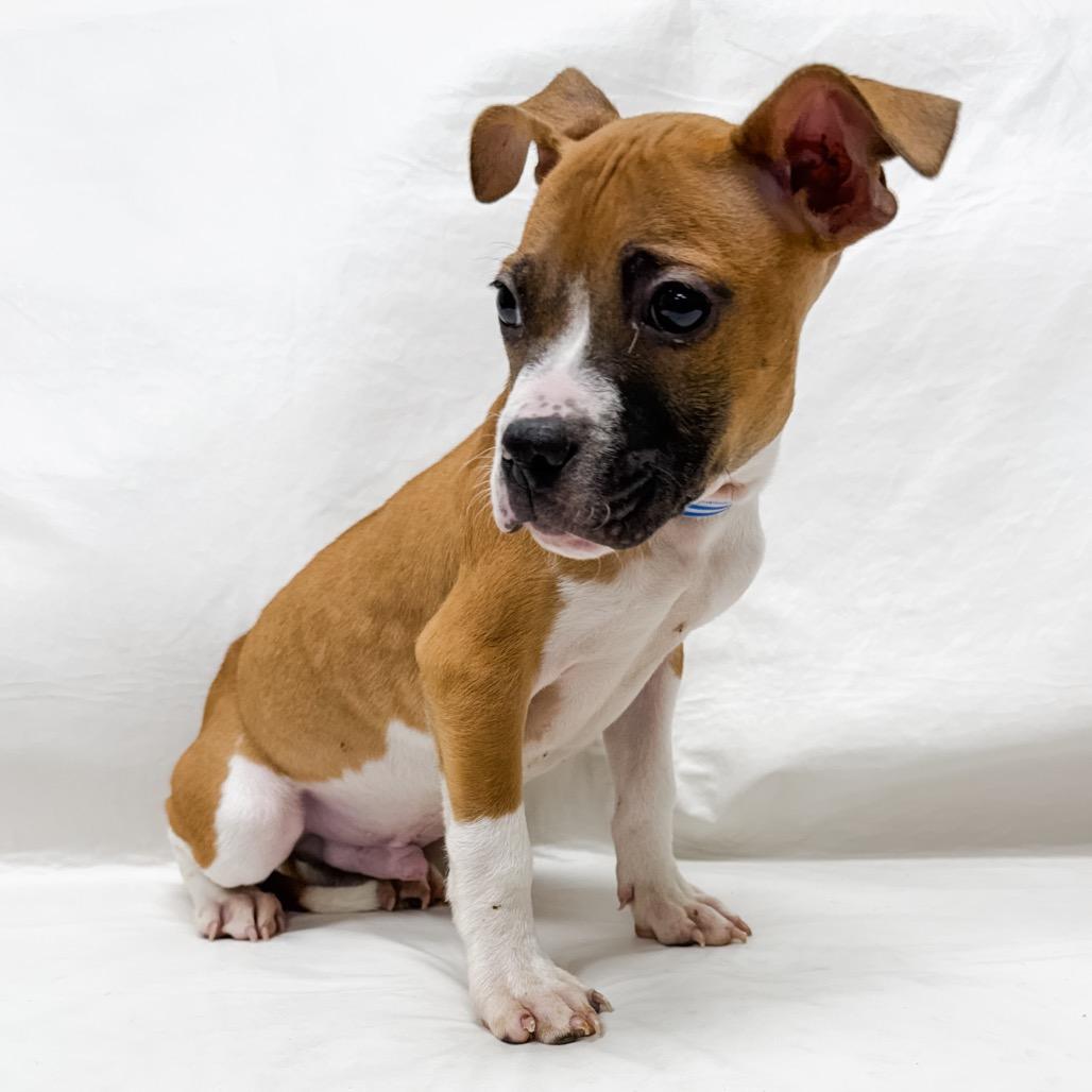 267 (2026) Snickers, Adoptable, Puppy Male Pit Bull Terrier.