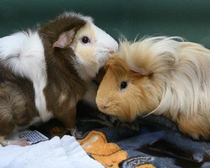 Peanut Butter, Adoptable, Adult Male Guinea Pig.