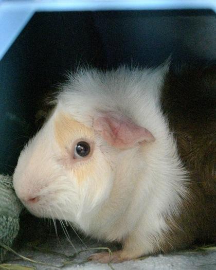 Enlarge Peanut Butter, a Adoptable Guinea Pig in West Seneca, NY image 2/3