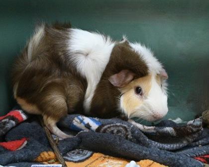 Enlarge Peanut Butter, a Adoptable Guinea Pig in West Seneca, NY image 3/3