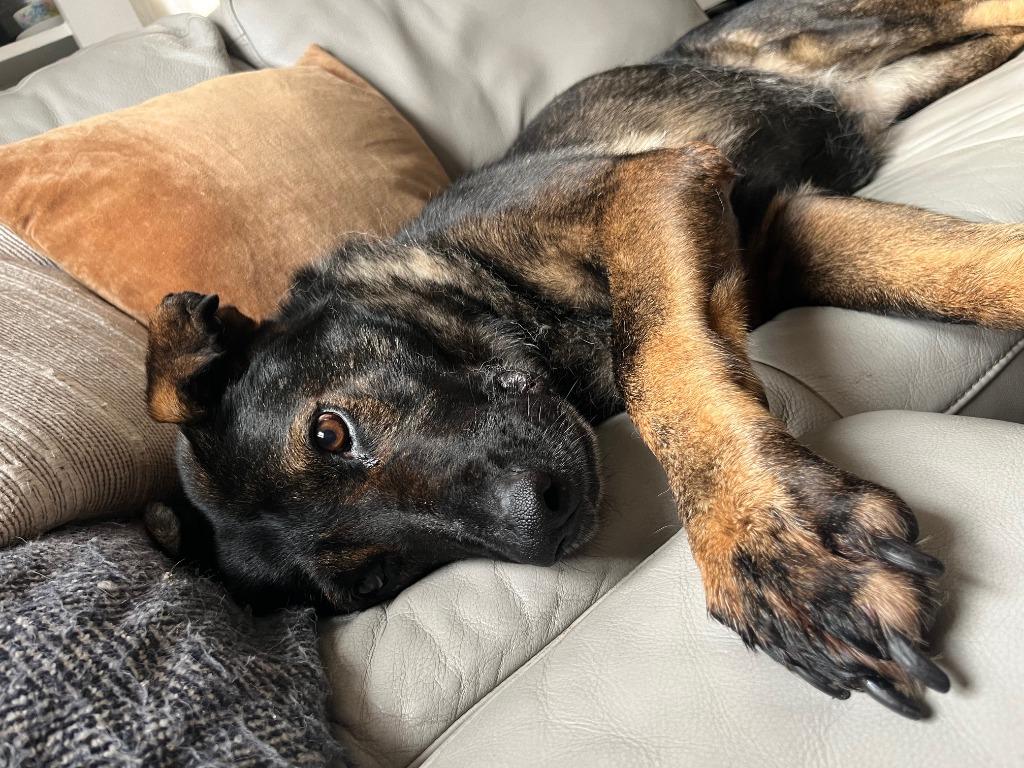 Luna the GS, a Adoptable German Shepherd Dog in Minneapolis, MN image 1/6