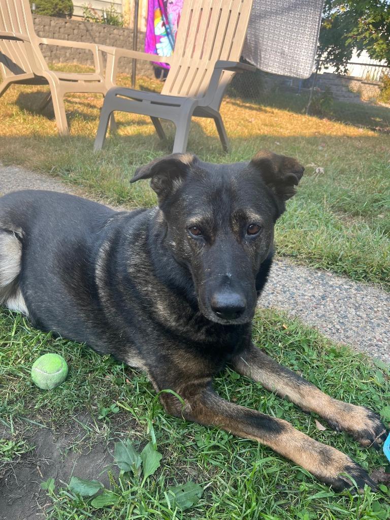 Luna the GS, a Adoptable German Shepherd Dog in Minneapolis, MN image 2/6