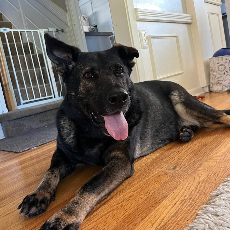Luna the GS, a Adoptable German Shepherd Dog in Minneapolis, MN image 3/6