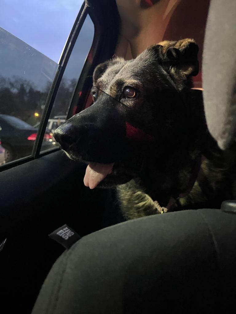 Luna the GS, a Adoptable German Shepherd Dog in Minneapolis, MN image 4/6