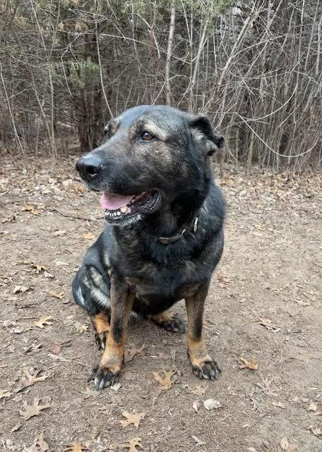 Luna the GS, a Adoptable German Shepherd Dog in Minneapolis, MN image 5/6