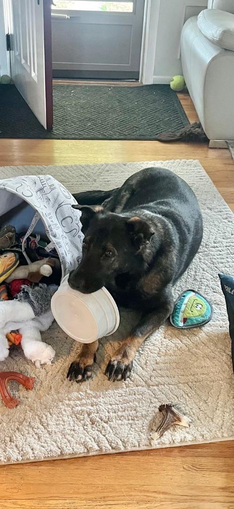 Luna the GS, a Adoptable German Shepherd Dog in Minneapolis, MN image 6/6