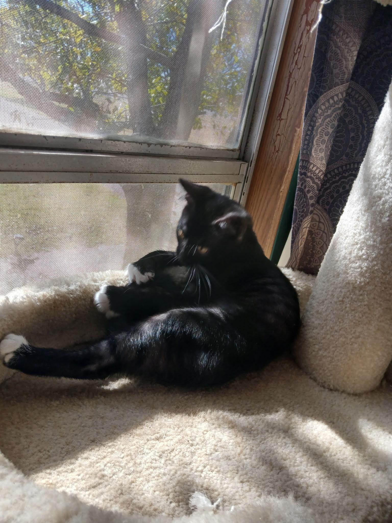 Enlarge Tyson (part of bonded pair), a Adoptable Domestic Short Hair in Burleson, TX image 4/6