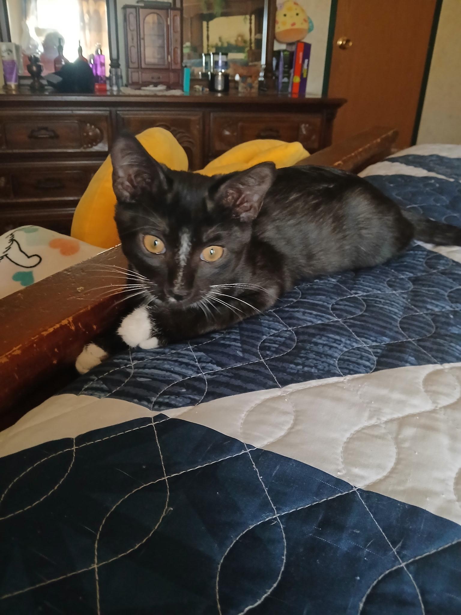 Enlarge Tyson (part of bonded pair), a Adoptable Domestic Short Hair in Burleson, TX image 5/6