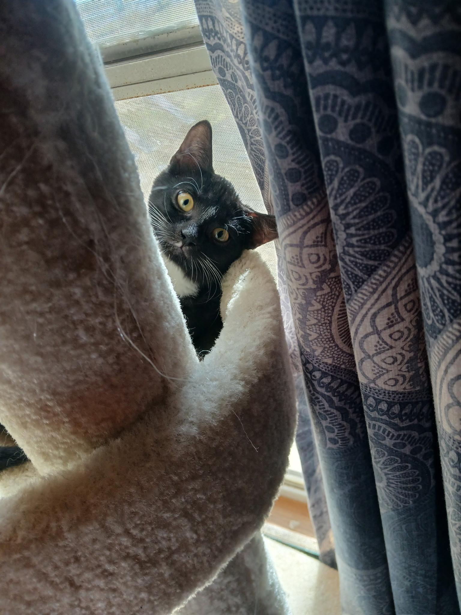 Tyson (part of bonded pair), Adoptable, Kitten Male Domestic Short Hair.