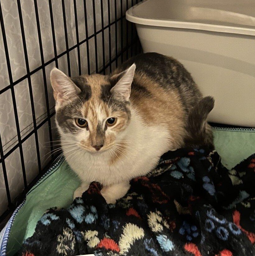 Petal, adopted, Young Female Calico.