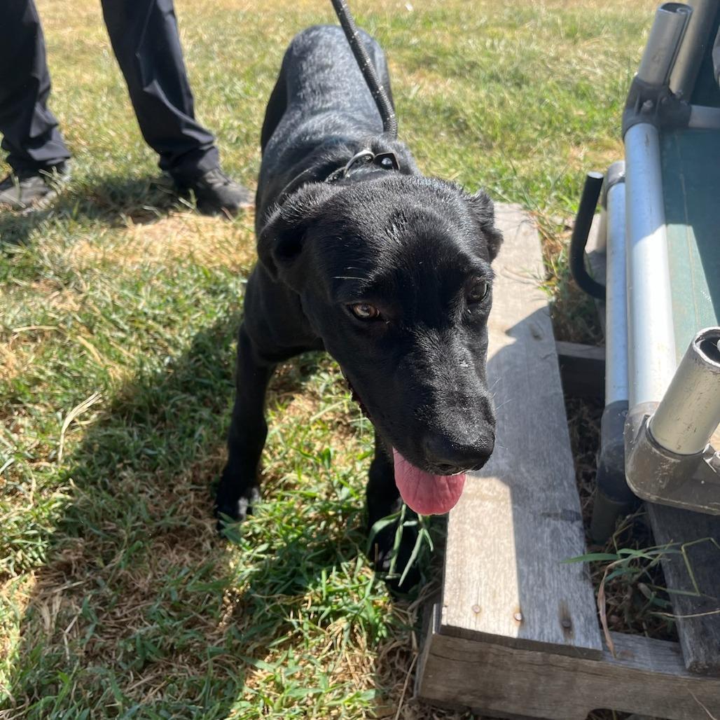 Enlarge Dewdrop, a Adoptable mixed breed in Durant, OK image 1/1