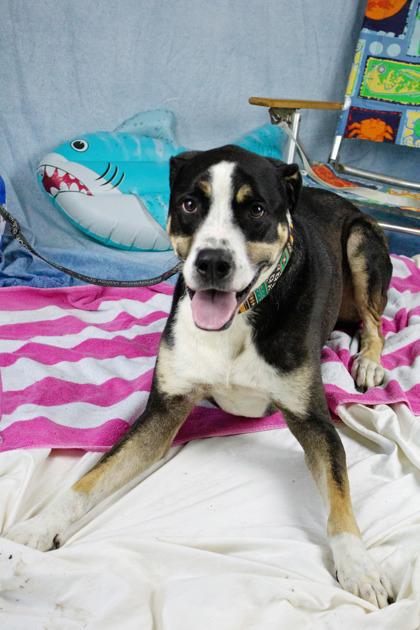 Rocco, Adoptable, Adult Male Greater Swiss Mountain Dog & Mixed Breed.