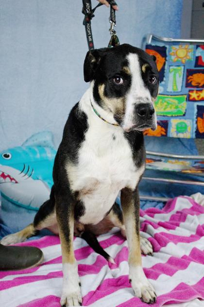 Enlarge Rocco, a Adoptable mixed breed in West Chester, PA image 2/3