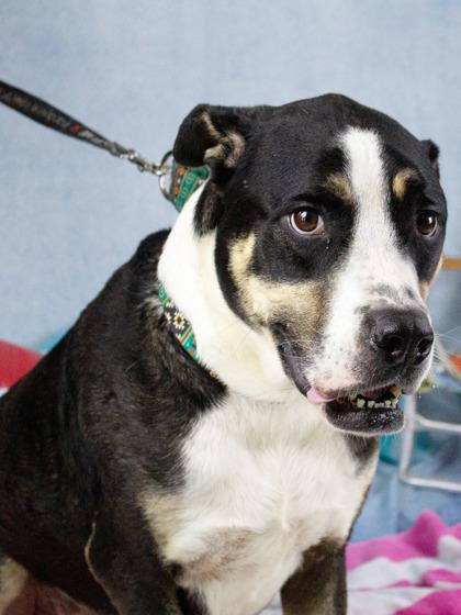Enlarge Rocco, a Adoptable mixed breed in West Chester, PA image 3/3