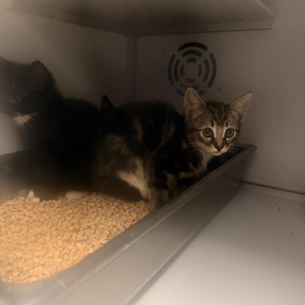 Milky, Adoptable, Kitten Male Domestic Short Hair.