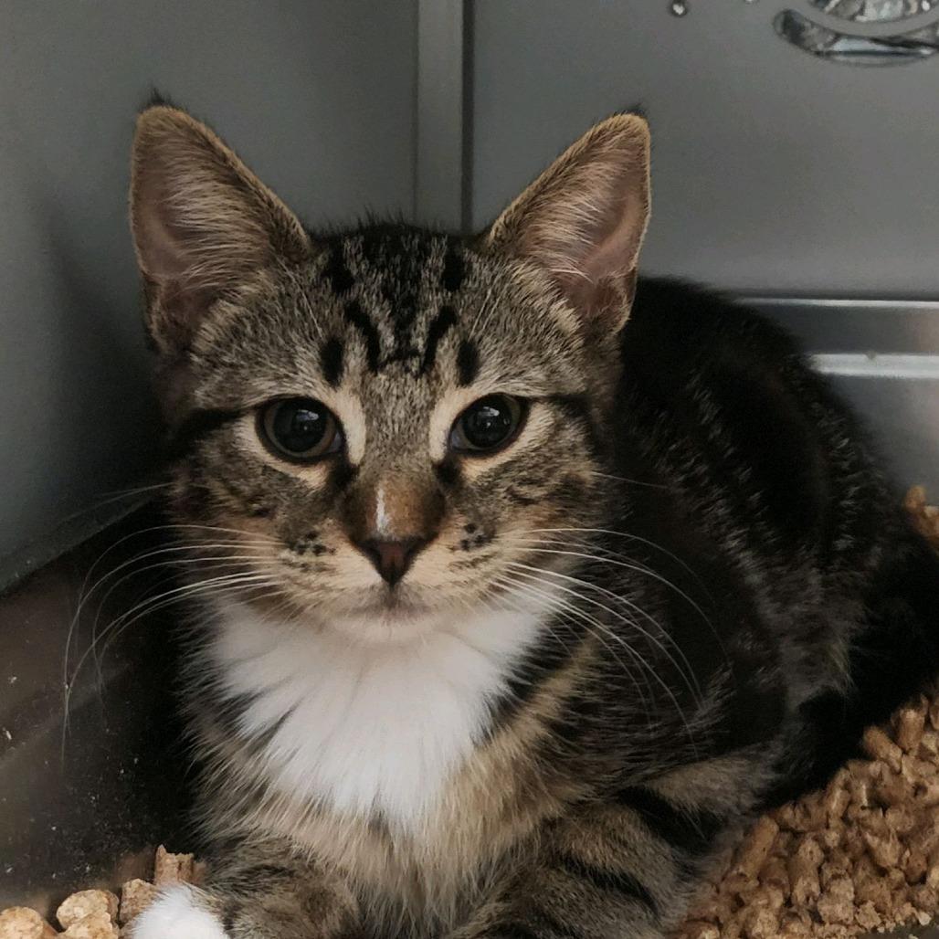 Enlarge Milky, a Adoptable Domestic Short Hair in Columbus, NC image 2/3