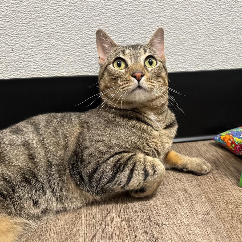 Cody, Adoptable, Adult Male Domestic Short Hair.