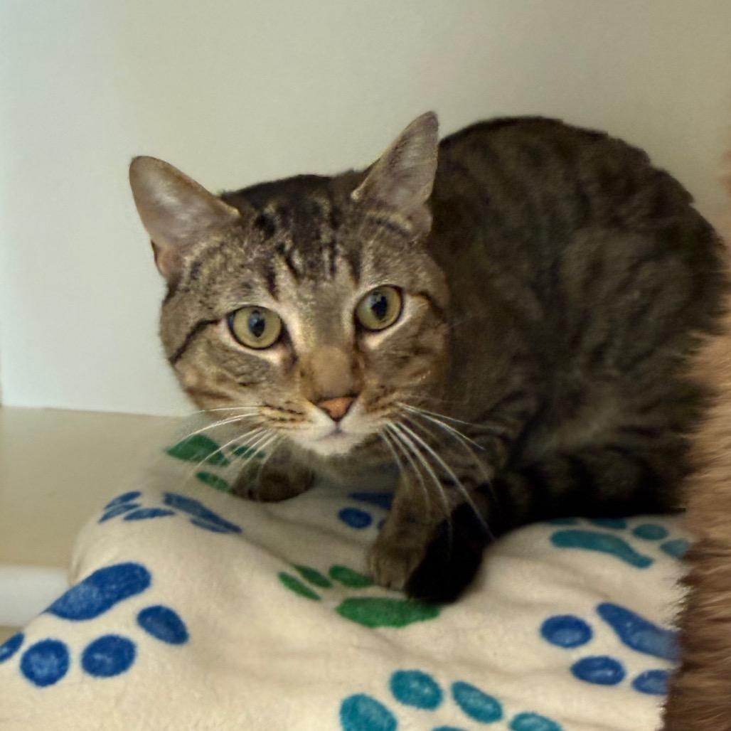 Enlarge Cody, a Adoptable Domestic Short Hair in Port Angeles, WA image 1/1