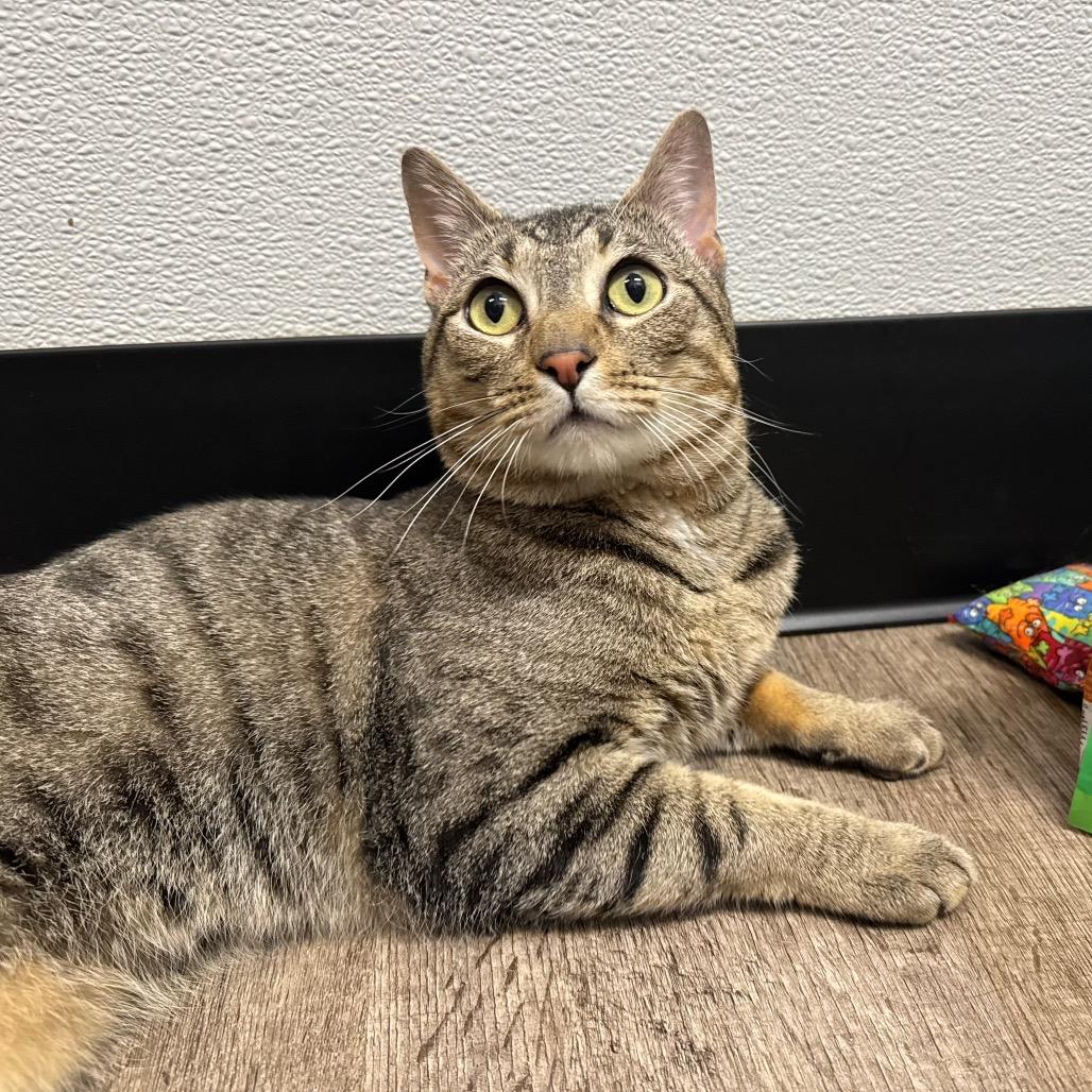 Enlarge Cody, a Adoptable Domestic Short Hair in Port Angeles, WA image 2/6