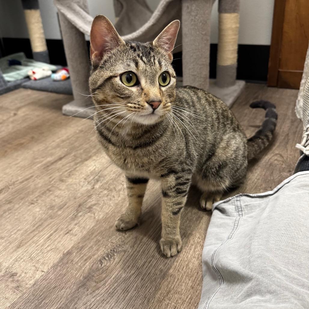 Enlarge Cody, a Adoptable Domestic Short Hair in Port Angeles, WA image 3/6