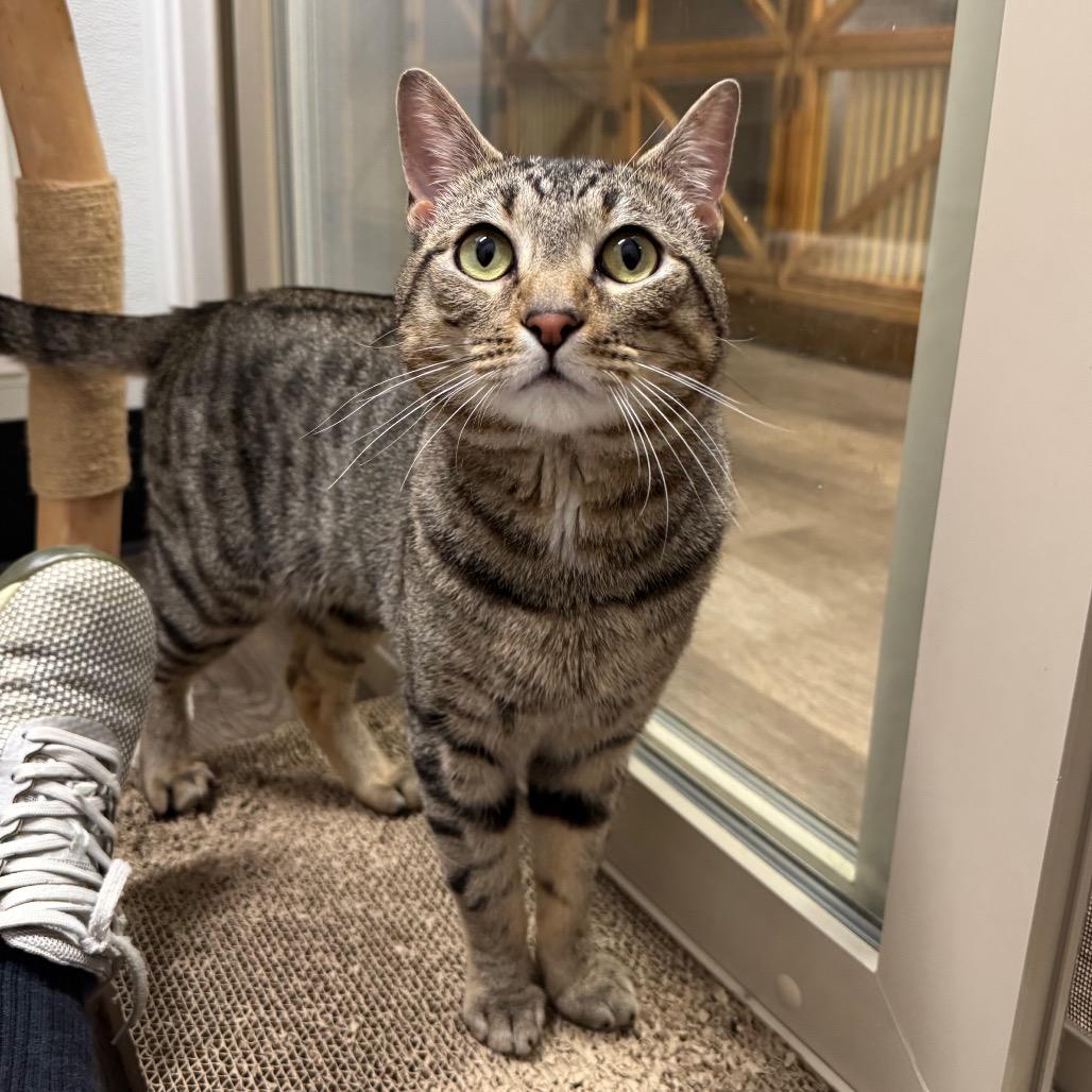 Enlarge Cody, a Adoptable Domestic Short Hair in Port Angeles, WA image 4/6