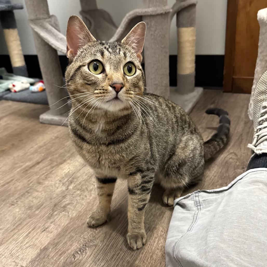 Enlarge Cody, a Adoptable Domestic Short Hair in Port Angeles, WA image 5/6