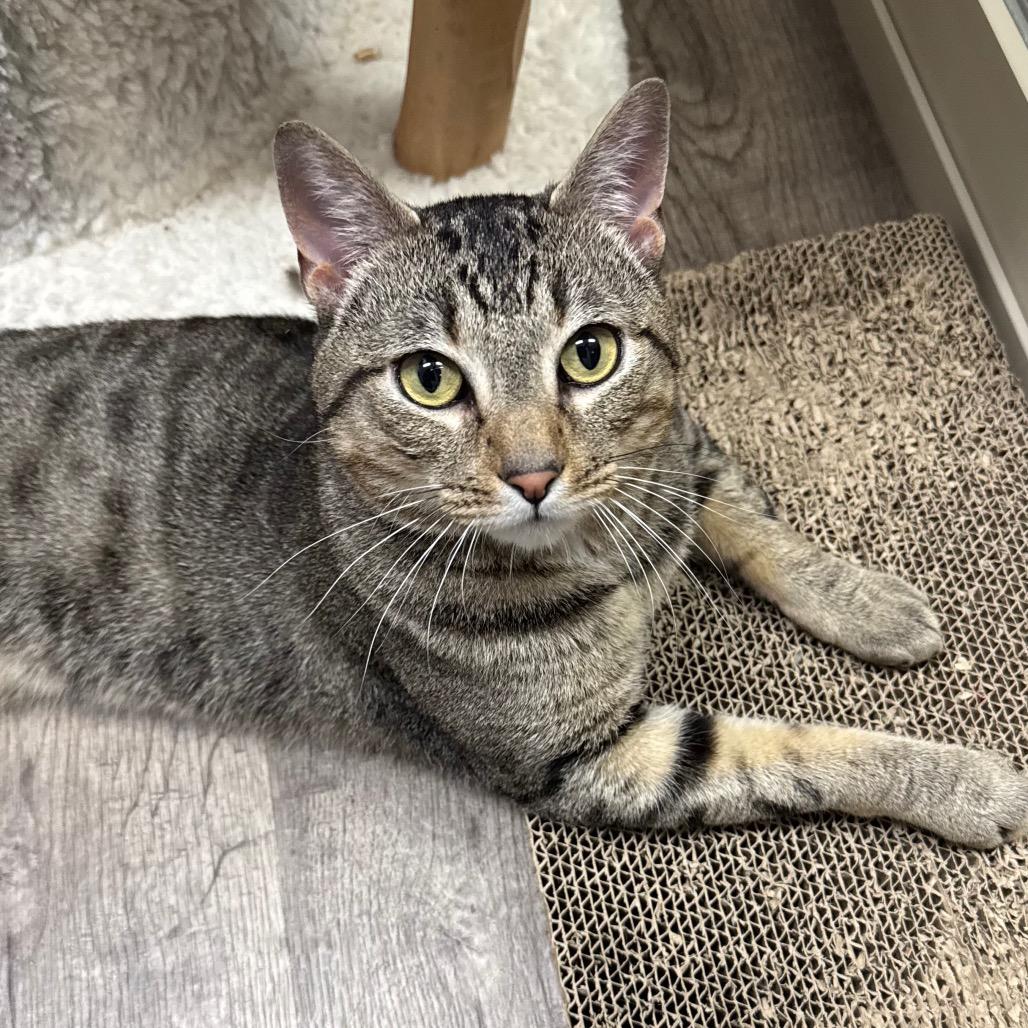 Enlarge Cody, a Adoptable Domestic Short Hair in Port Angeles, WA image 6/6