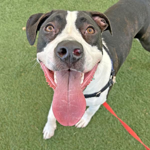 Kai, a Adoptable mixed breed in Walnut Creek, CA image 4/6