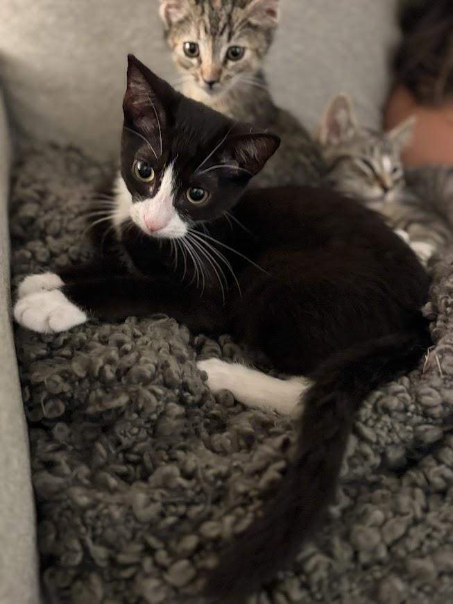 Figaro, Baby Male Domestic Short Hair