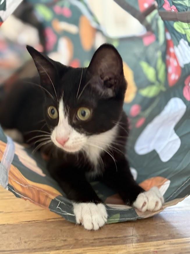 Figaro