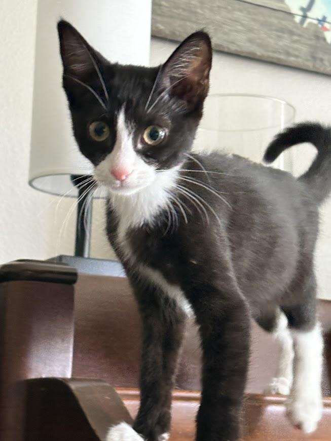 Figaro photo 5