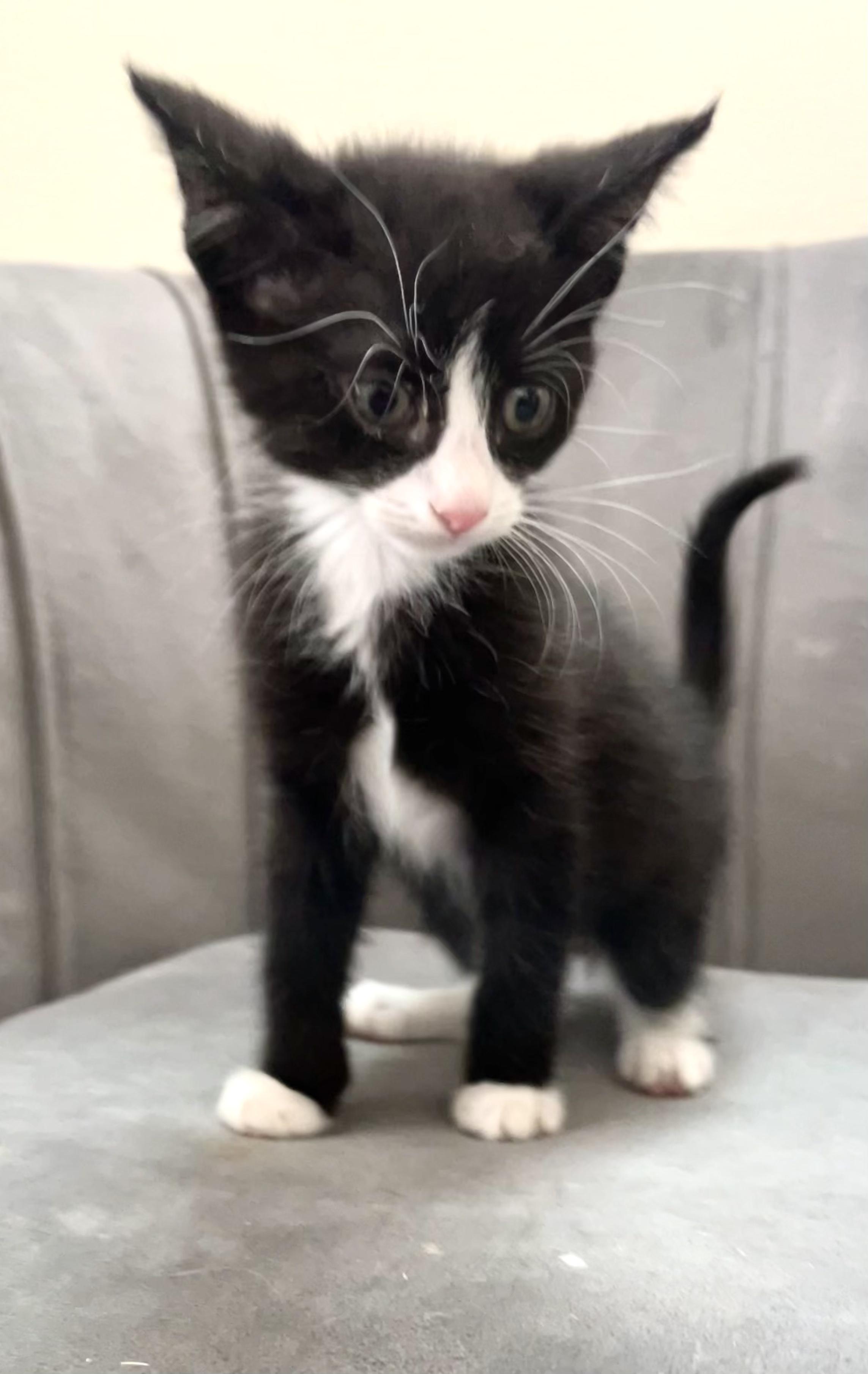 Figaro photo 2