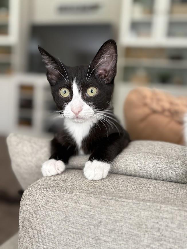 Figaro photo 4